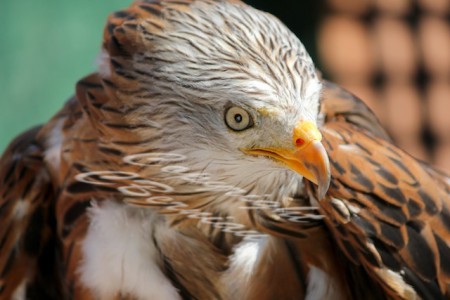 N°59 -"Milan Royal, Les Aigles de Valmy"