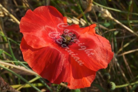 N°48 - "Coquelicot"