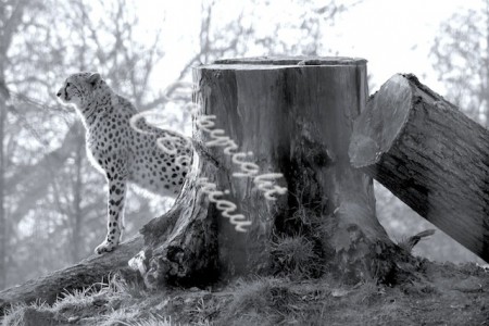 N°67 - "Guépard en observation"