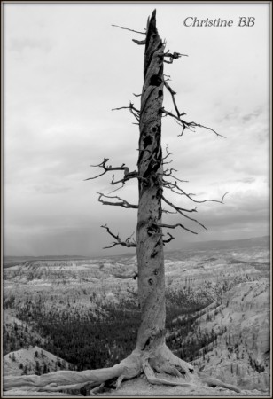 N° US 48 (Bryce Canyon)